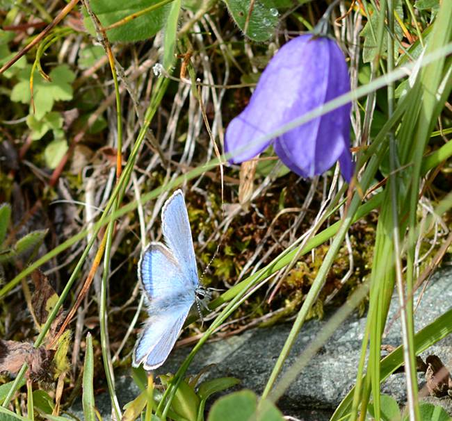 Alpenblauwtje