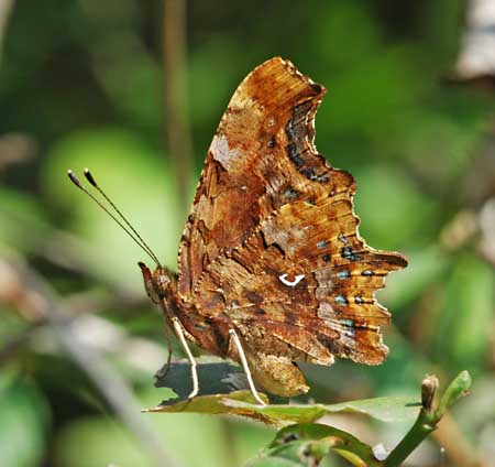 Gehakkelde aurelia