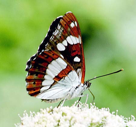 Blauwe ijsvogelvlinder
