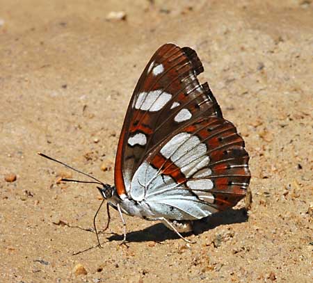 Blauwe ijsvogelvlinder