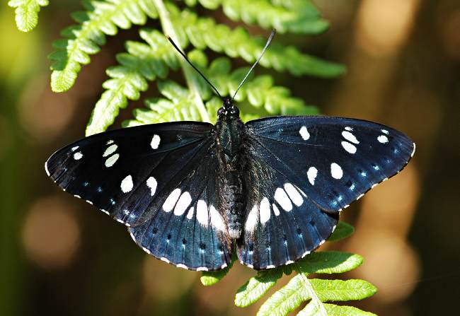 Blauwe ijsvogelvlinder