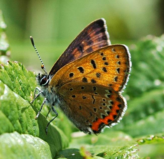 Blauwe vuurvlinder