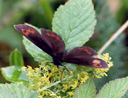 Boserebia