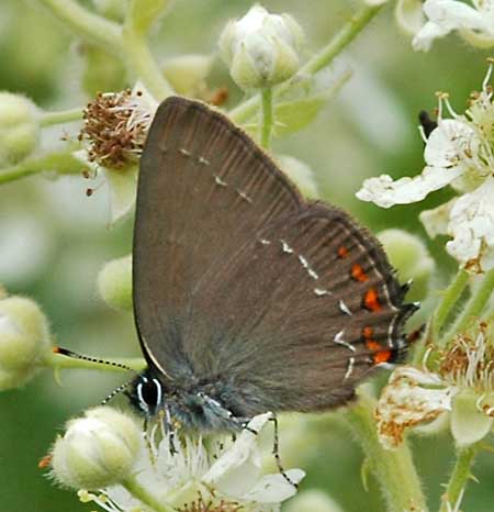 Bruine eikenpage