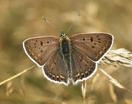 Bruine vuurvlinder