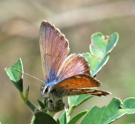 Canarisch blauwtje