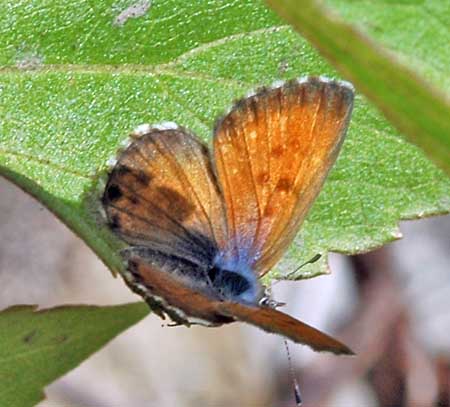 Canarisch blauwtje