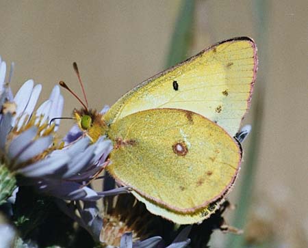 Clouded sulphur