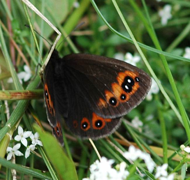 Donkere erebia
