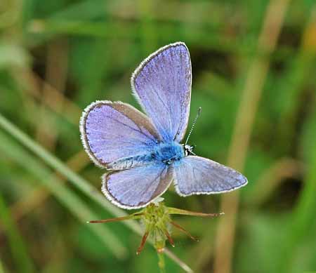 Esparcetteblauwtje