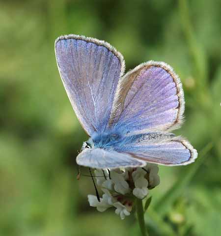 Esparcetteblauwtje