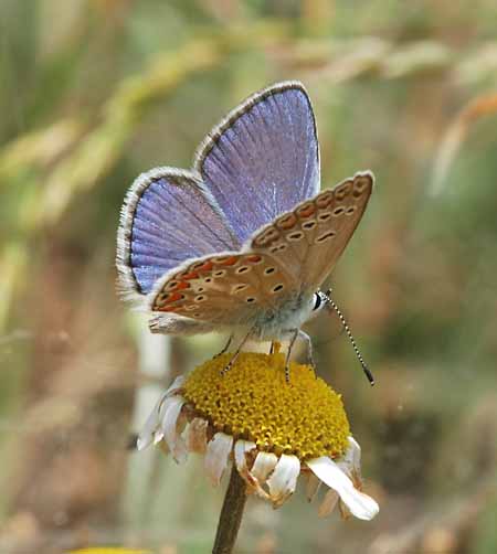 Esparcetteblauwtje