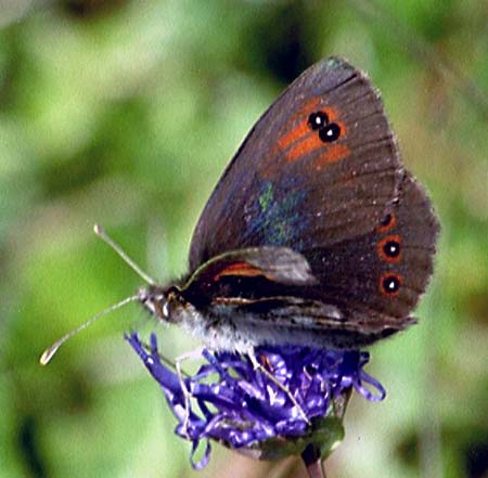 Gewone glanserebia