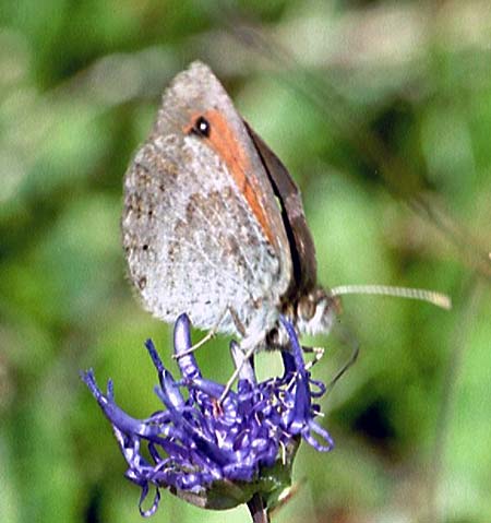 Gewone glanserebia