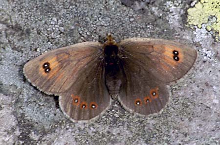 Gewone glanserebia