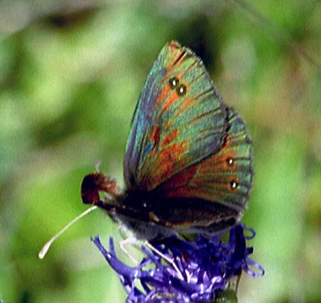 Gewone glanserebia