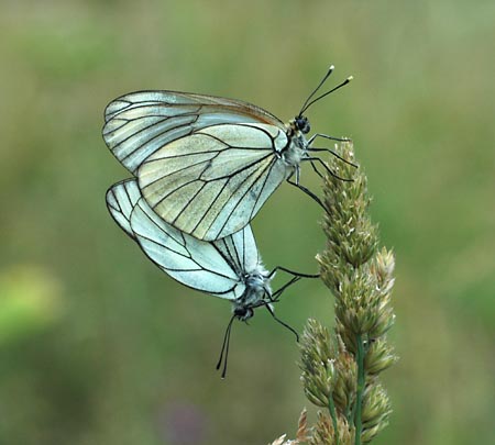 Groot geaderd witje