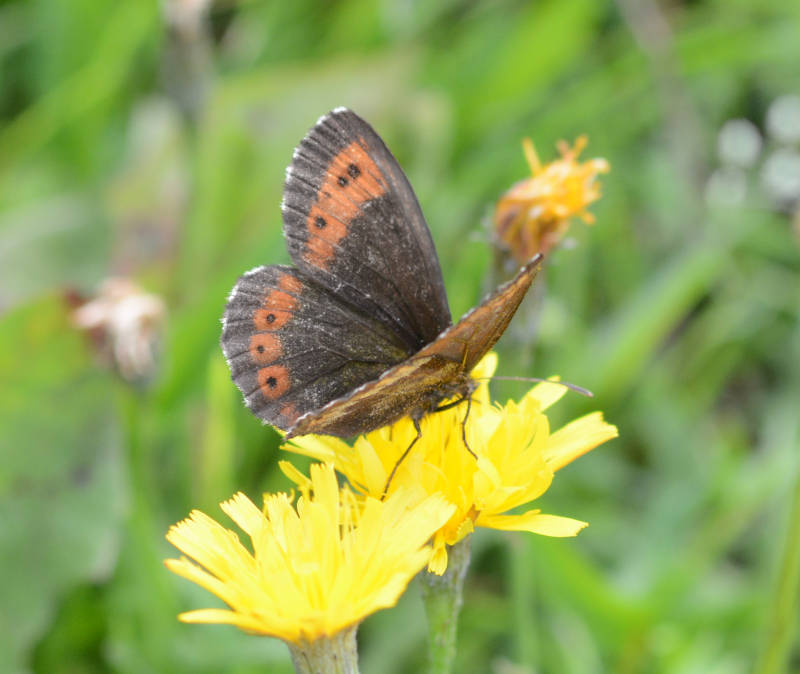 Grote erebia