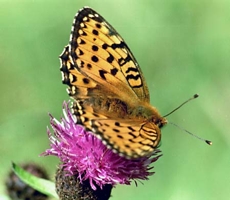 Grote parelmoervlinder