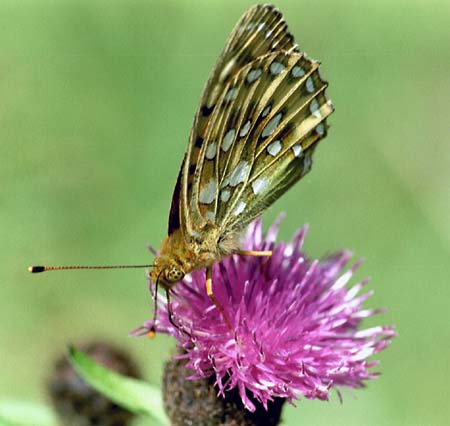 Grote parelmoervlinder