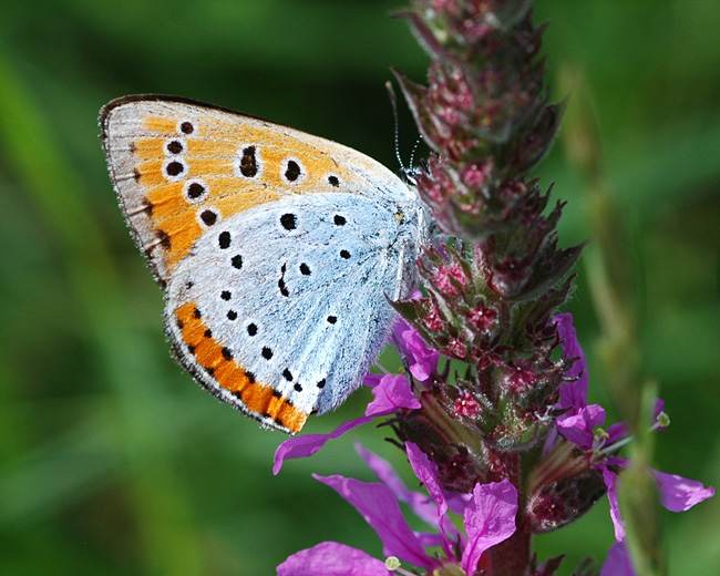 Grote vuurvlinder