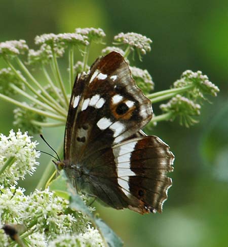 Grote weerschijnvlinder
