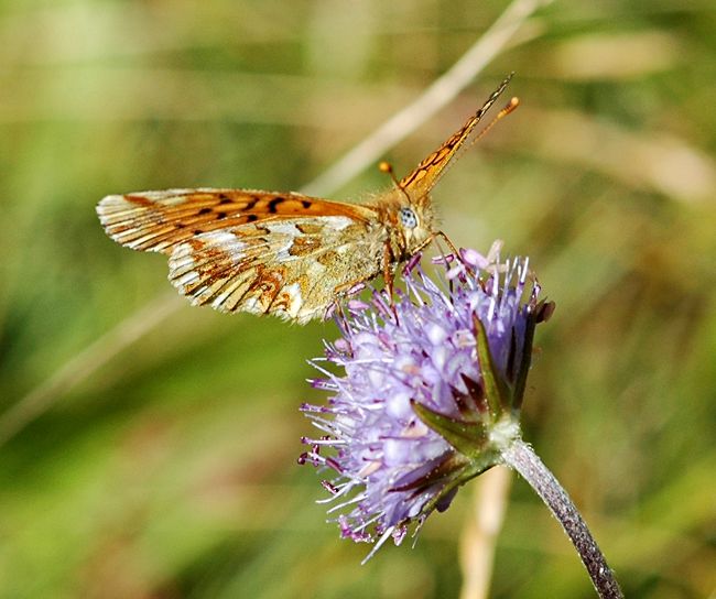 Herdersparelmoervlinder