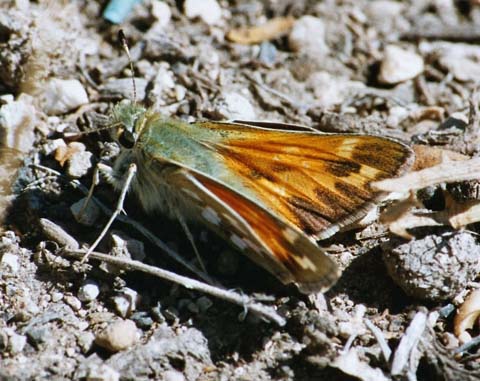 Juba skipper