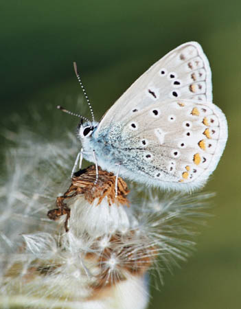 Icarusblauwtje