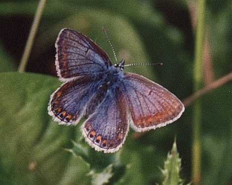 Icarusblauwtje
