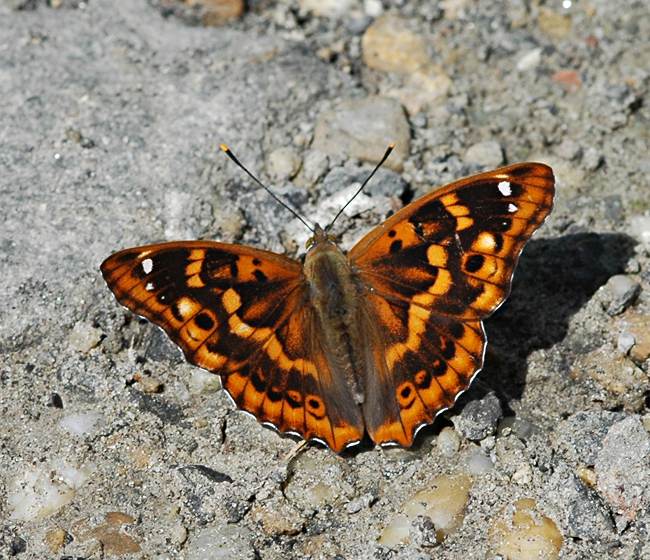 Kleine weerschijnvlinder