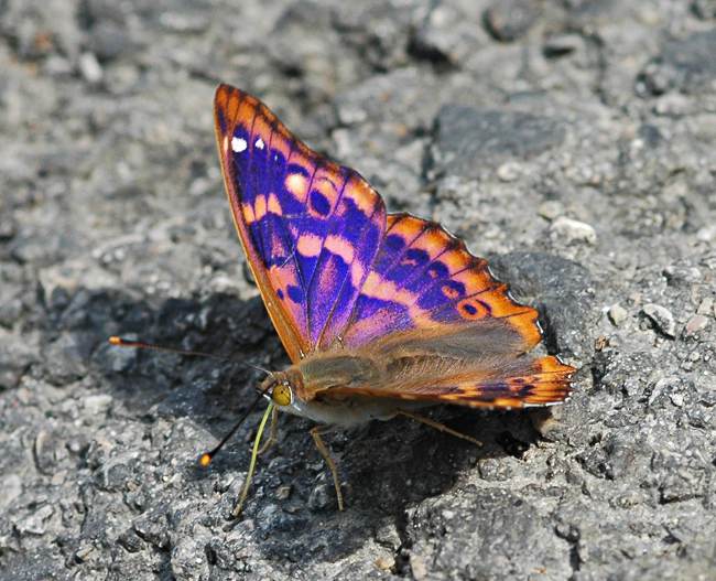 Kleine weerschijnvlinder