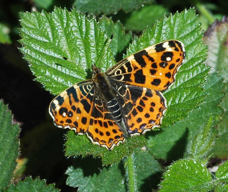 Landkaartje