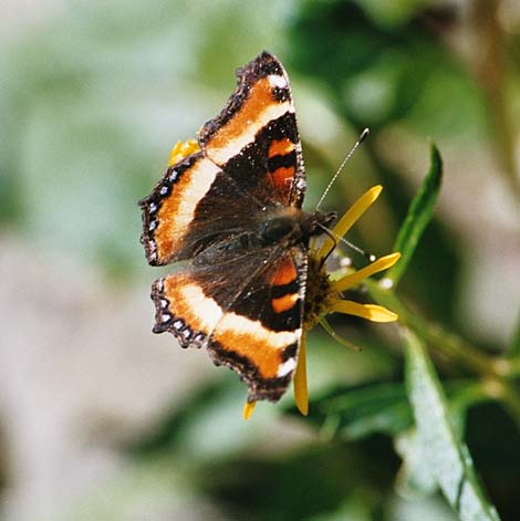 Milbert's tortoiseshell