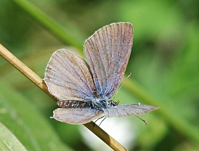Oostelijk staartblauwtje