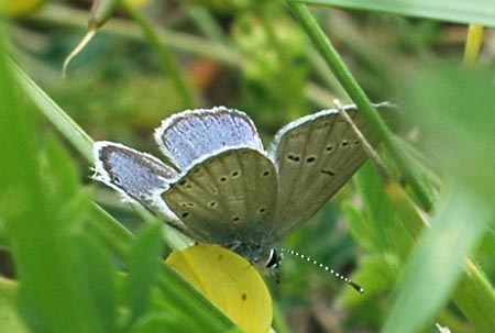 Oostelijk staartblauwtje