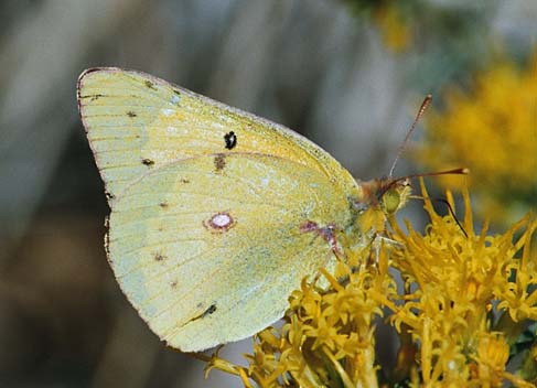 Orange sulphur