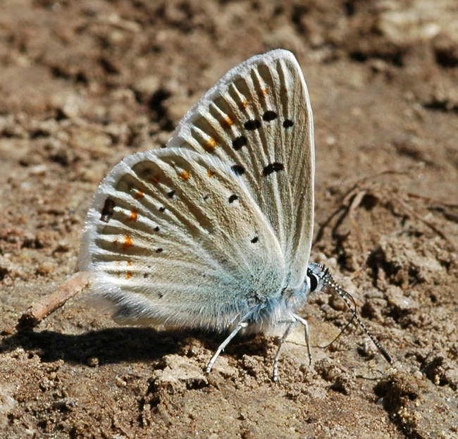 Parelmoerblauwtje