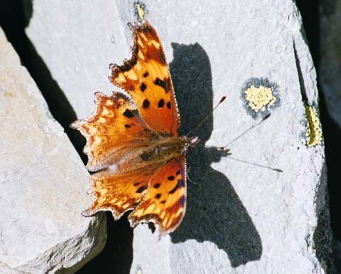 Hoary comma