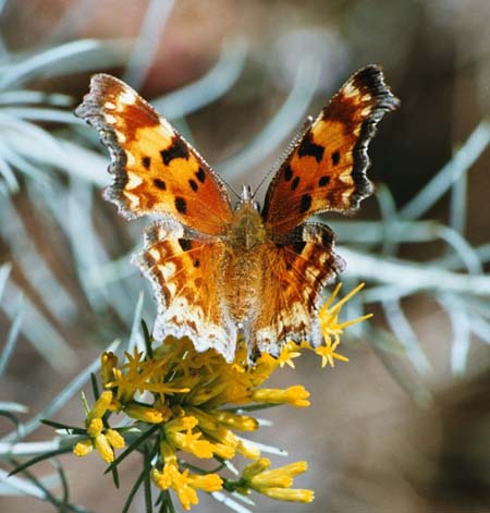 Hoary comma