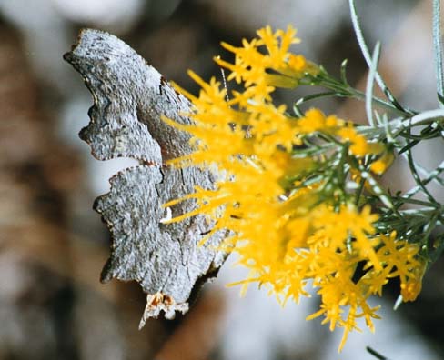 Hoary comma