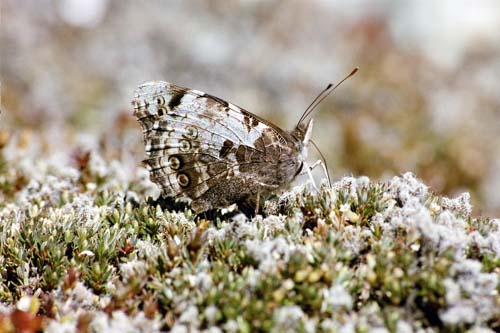 Red Admiral