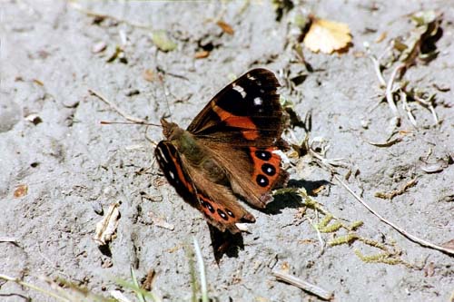 Red Admiral