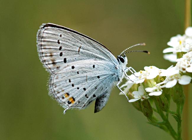 Staartblauwtje