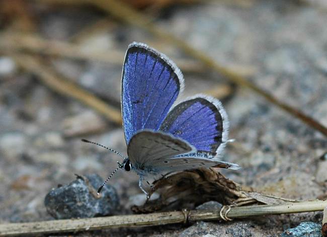 Staartblauwtje