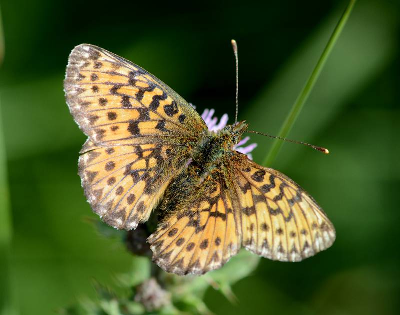 Titania's parelmoervlinder