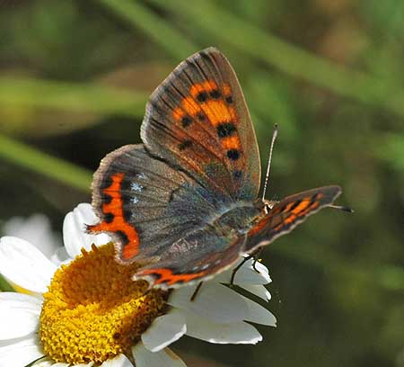 Kleine vuurvlinder