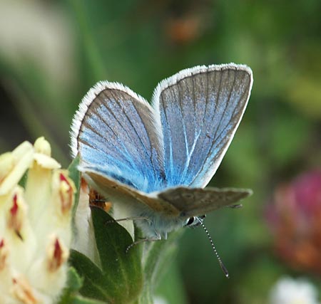 Witstreepblauwtje