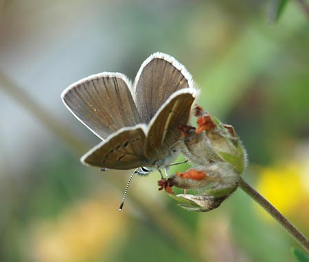 Witstreepblauwtje