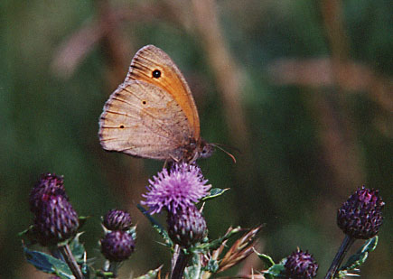 Bruin zandoogje